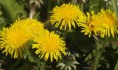 /album/my-local-birding-gallery/the-humble-dandelion-out-in-all-its-glory-jpg/